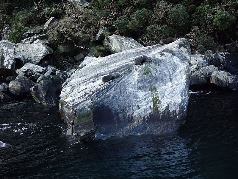 Milford Sound nova zelandia focas