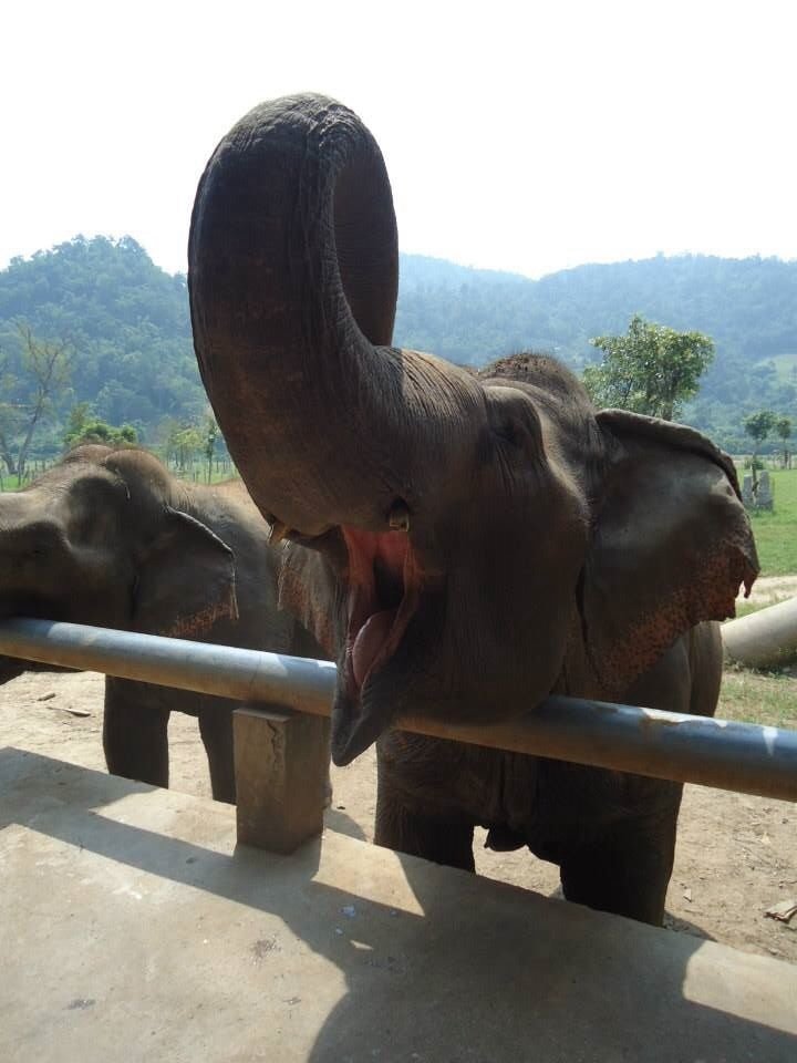 Elephant Nature Park em Chiang Mai boca