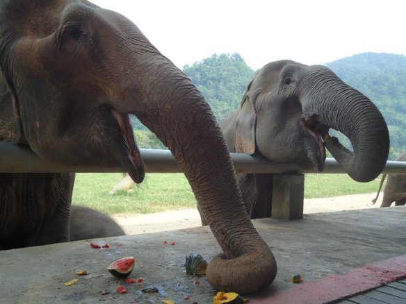 Elephant Nature Park em Chiang Mai