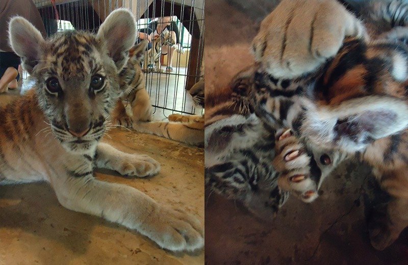 baby tigre tiger kingdom