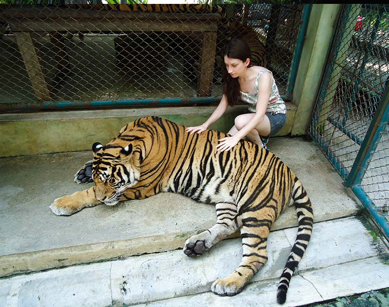 como é a visita ao tiger kingdom em chiang mai tailandia