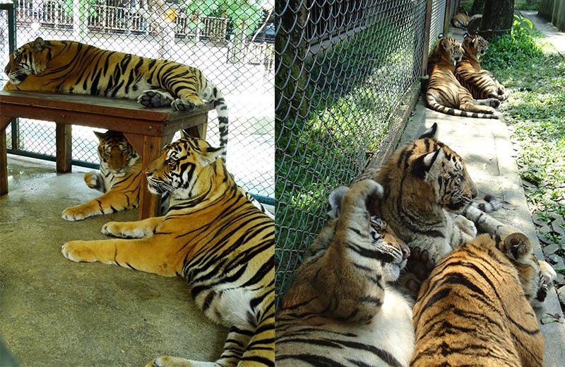 jaulas dos tigres em tiger kingdom tailandia