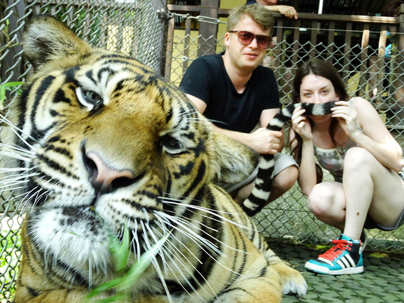 parque tigres na tailandia chiang mai
