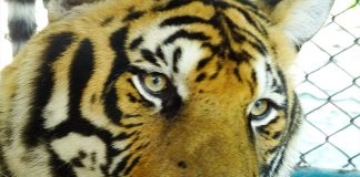 Visita ao Tiger Kingdom em Chiang Mai visita ao tiger kingdom tailandia chiang mai