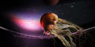 Oceanário de Cingapura: o maior do mundo! agua viva das galaxias singapura