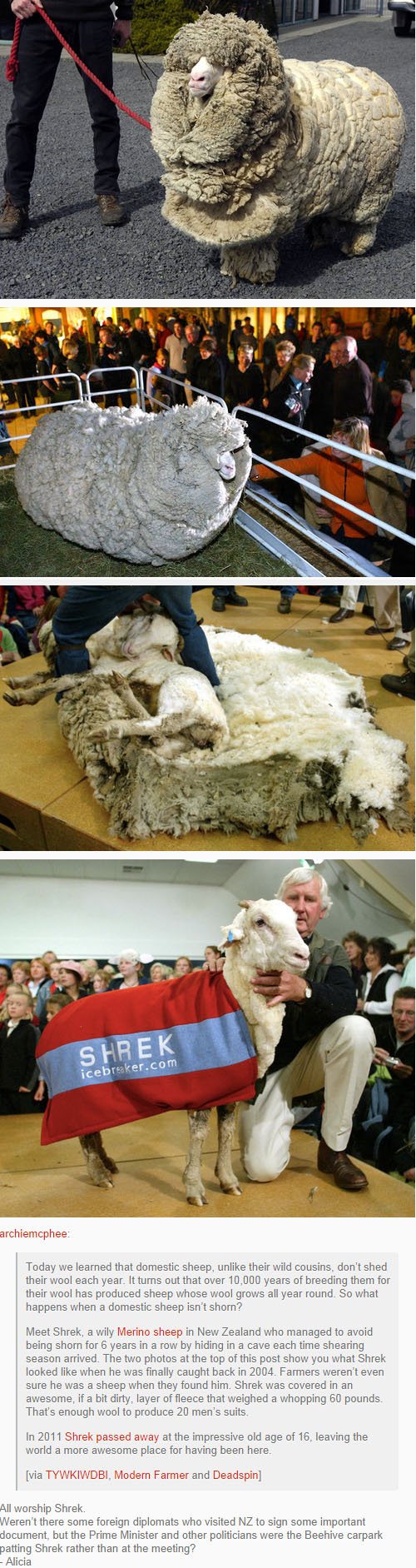fatos bizarros da Nova Zelândia ovelha shrek