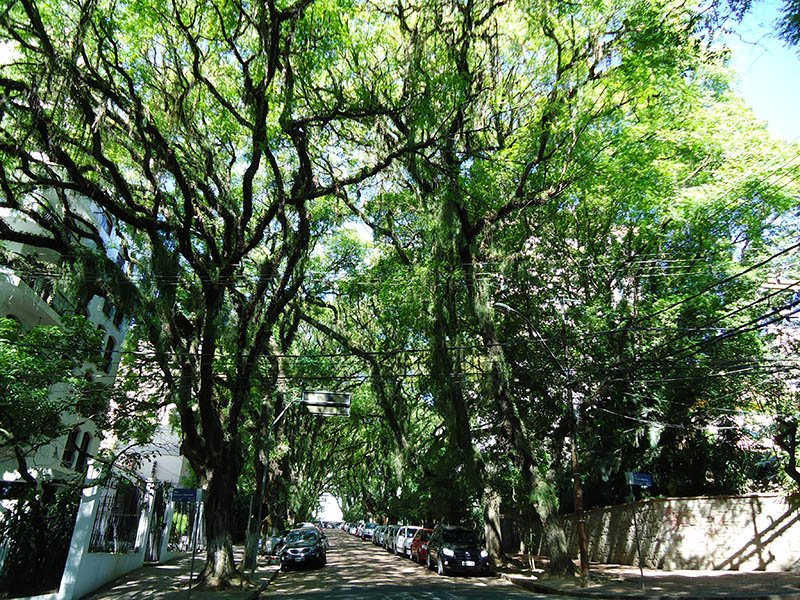 A rua mais bonita do mundo fica em Porto Alegre (3)