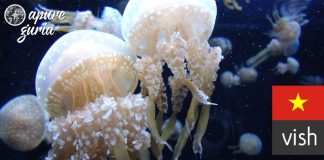 O dia em que eu comi água viva