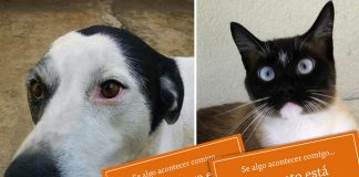 Animal sozinho em casa, vou viajar e agora?