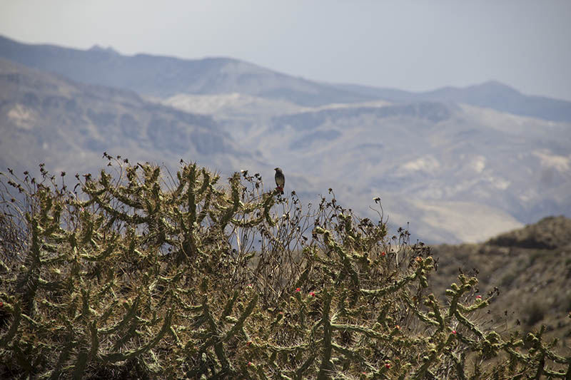 Canion del Colca peru cactus fauna flora