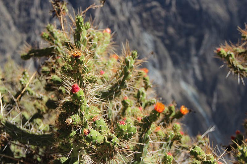 Canion del Colca peru cactus