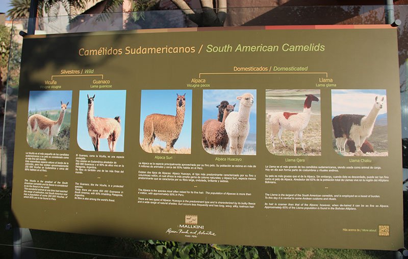 15 curiosidades sobre o peru diferenças alpaca lhama vicuna