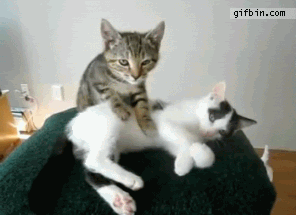kitten massage