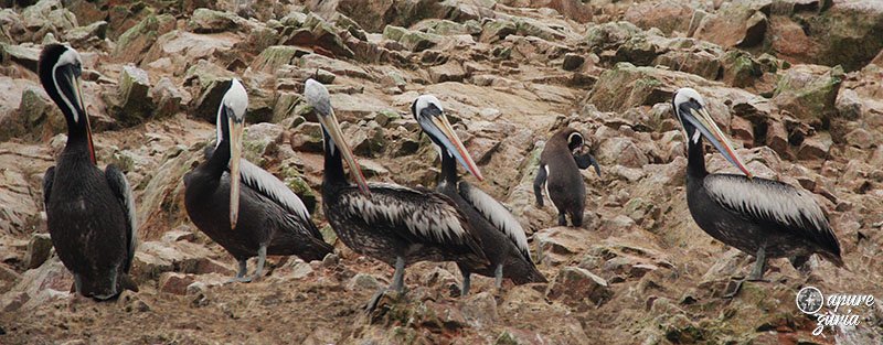 Ilhas Ballestas o tour mais cagado do Peru pelicanos