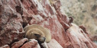 Ilhas Ballestas: o tour mais cagado do Peru
