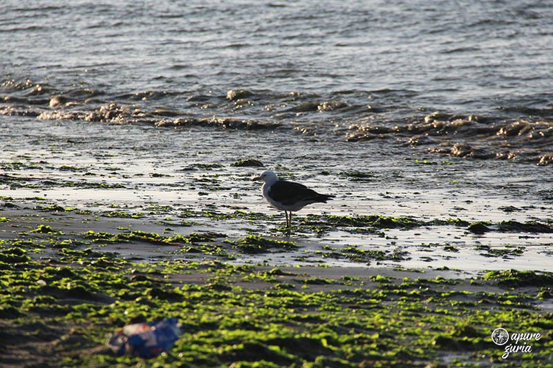 paracas praia gaivota
