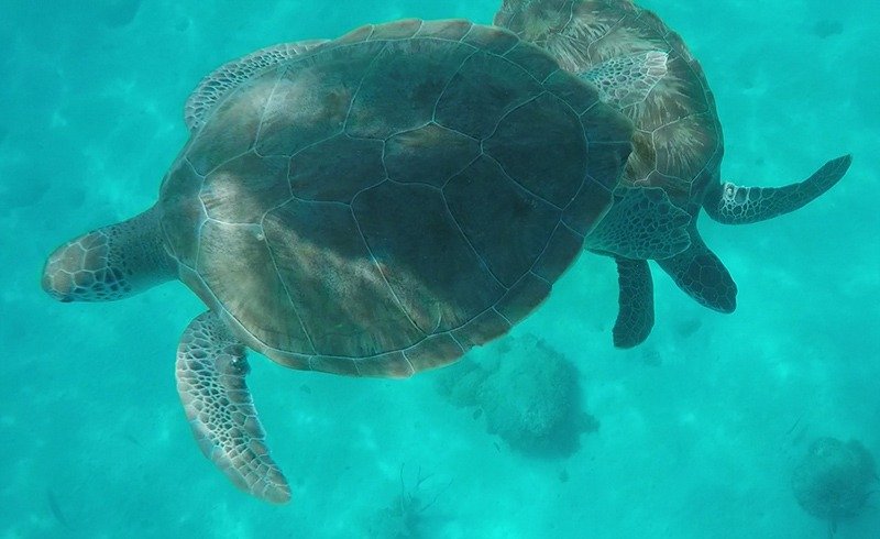 mergulho tartarugas barbados blue