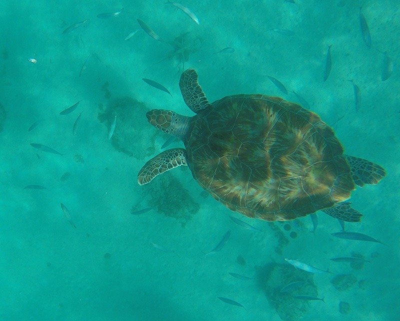 tartaruga barbados snorkel
