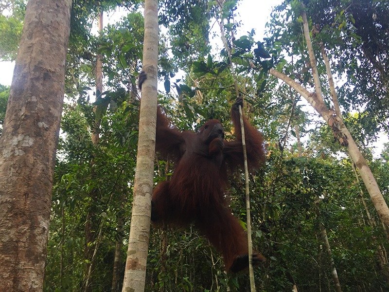 orangotango-borneu-indonesia