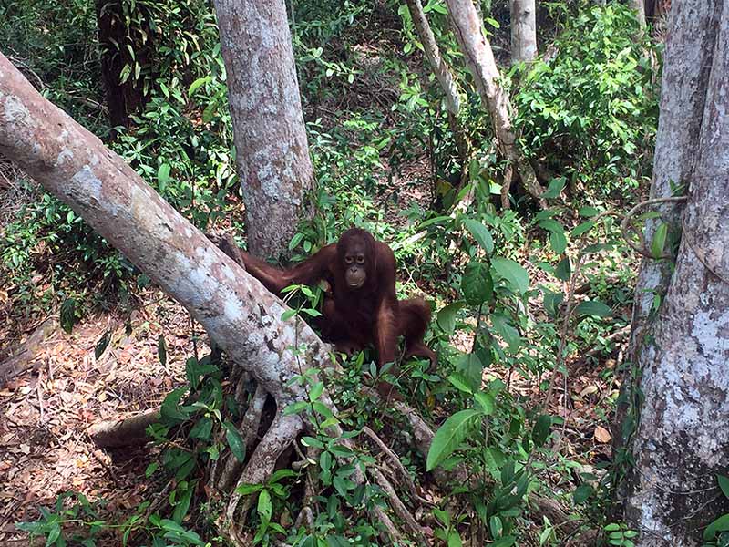 orangotangos-em-borneu-indonesia-parque