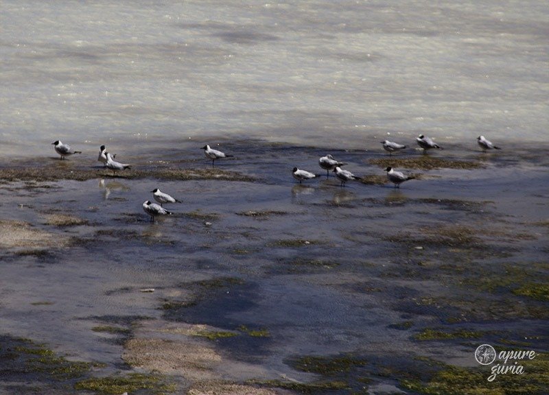 aves laguna blanca bolivia