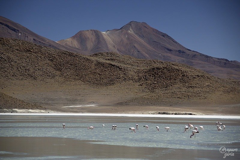 flamingos bolivia laguna honda