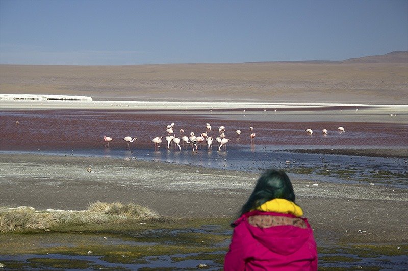 flamingos laguna colorada bolivia salar de uyuni