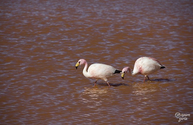 flamingos laguna colorada bolivia
