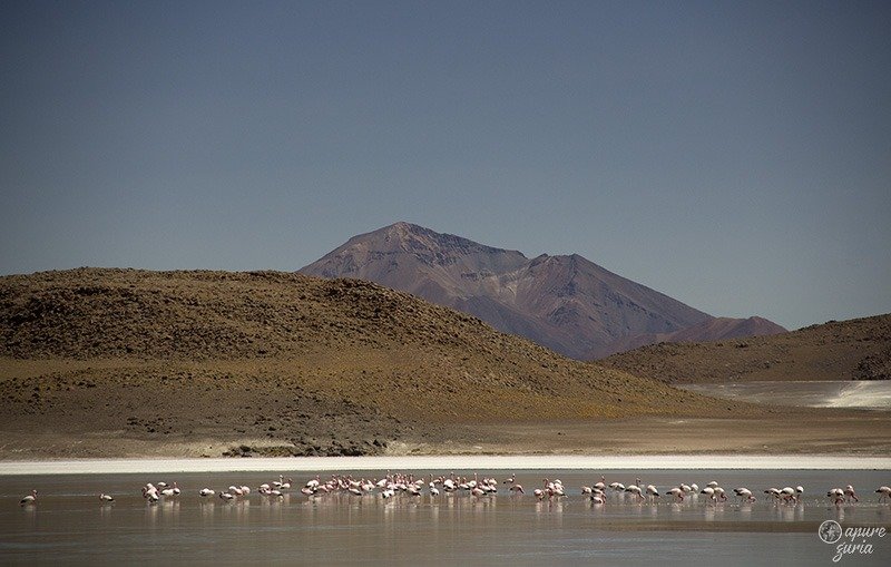 flamingos laguna honda uyuni bolivia