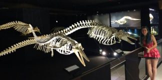 O fantástico Museu Oceanográfico de Piçarras esqueleto orca museu oceano piçarras
