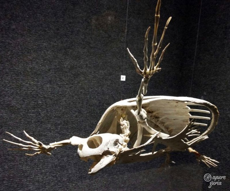 esqueleto tartaruga marinha museu univali