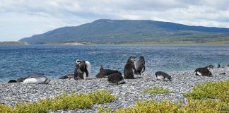Ushuaia: dicas essenciais da Tierra del Fuego! passeio pinguinera ushuaia vale a pena