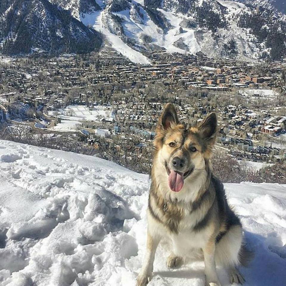 cachorro na neve montanha aspen