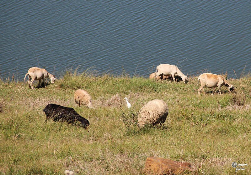ovelhas lago de ita