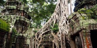 Roteiro em Angkor: o guia completo! roteiro em angkor templo lara croft ta prohm