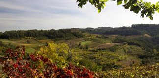 As cores do outono no Vale dos Vinhedos outono no vale dos vinhedos bento goncalves outono