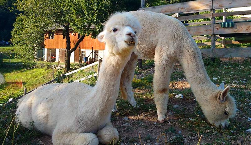 lhama alpaca aprender italiano sozinha dicas