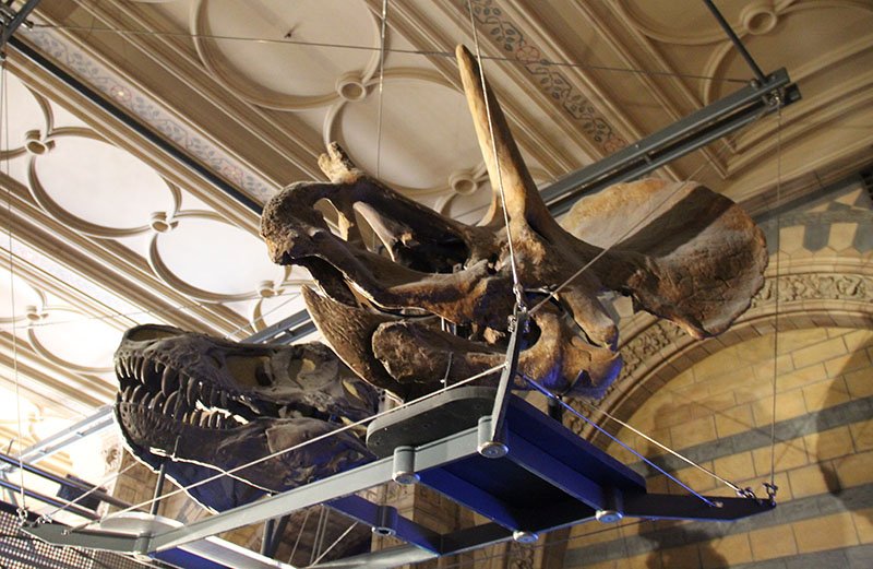 cranio tiranossauro rex triceratops museu em londres