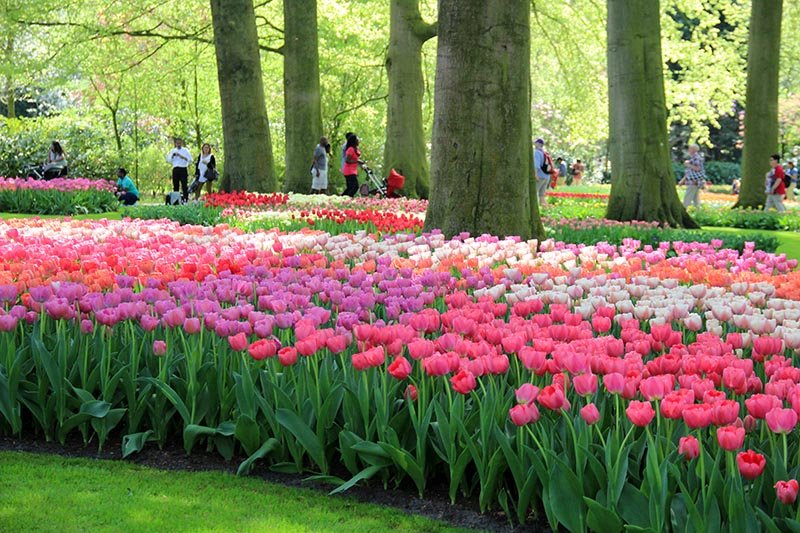 dicas para visitar parque de tulipas na holanda