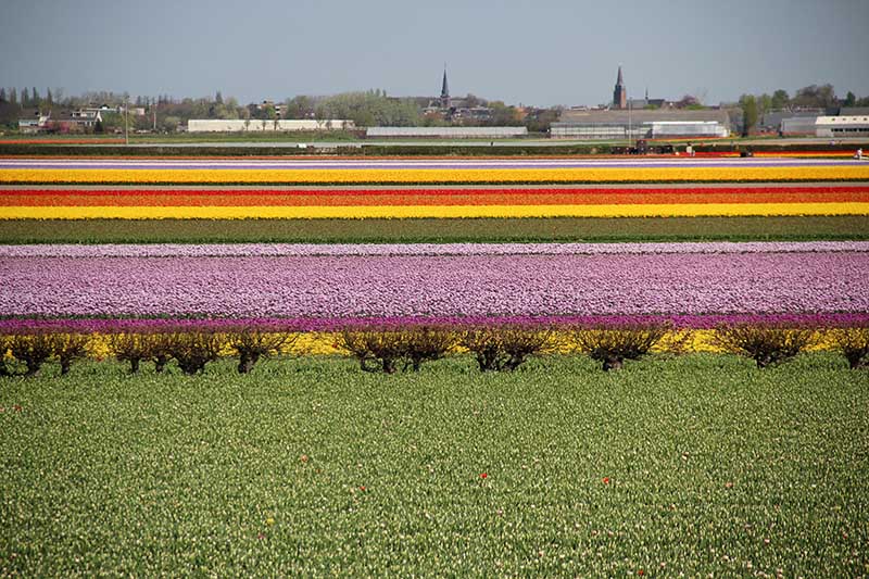passear campos de tulipas na holanda amsterdam keukenhof