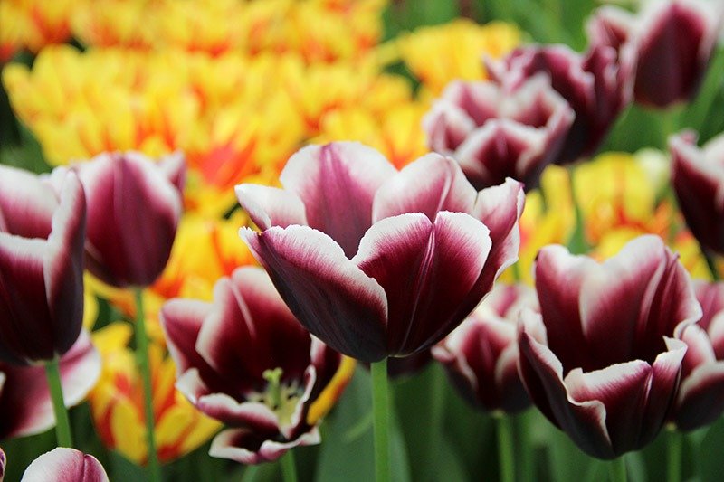 tulipa negra gotica suave holanda