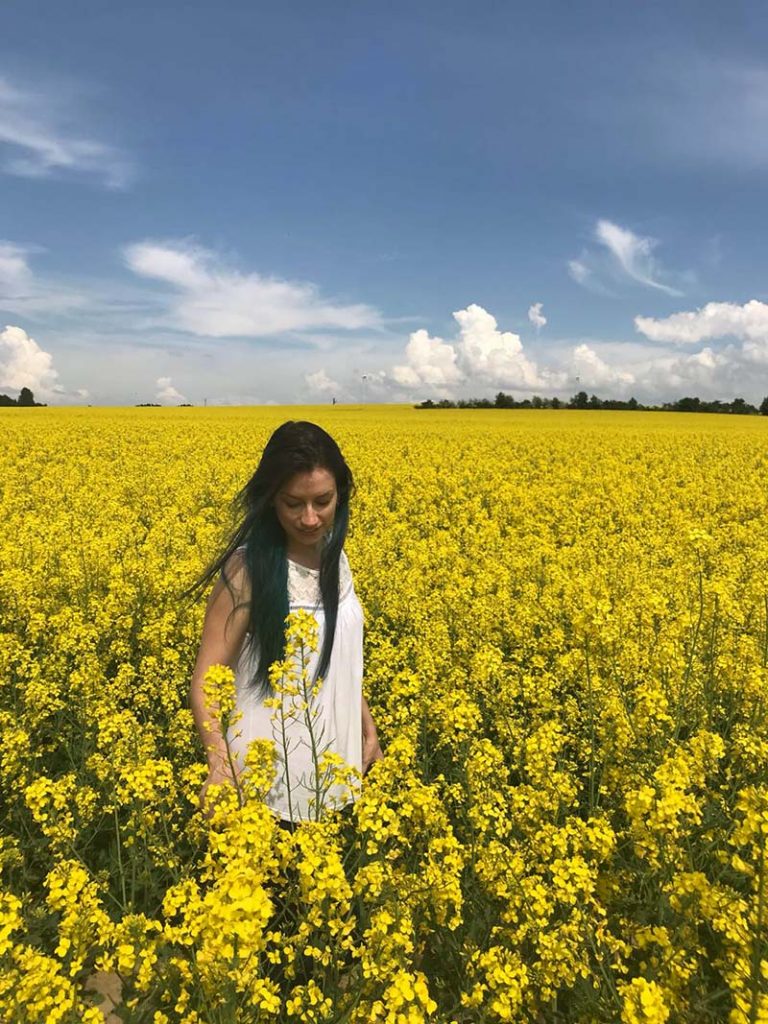 flores amarelas campo de canola alemanha