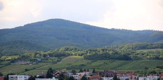 Vinho na Bratislava: show de sabores! vinho na eslovaquia vinhedos em modra