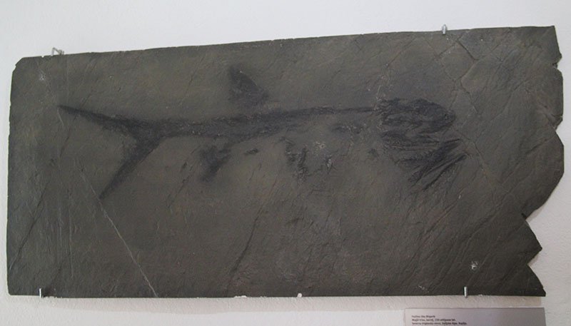 fossil peixe castelo bled eslovenia
