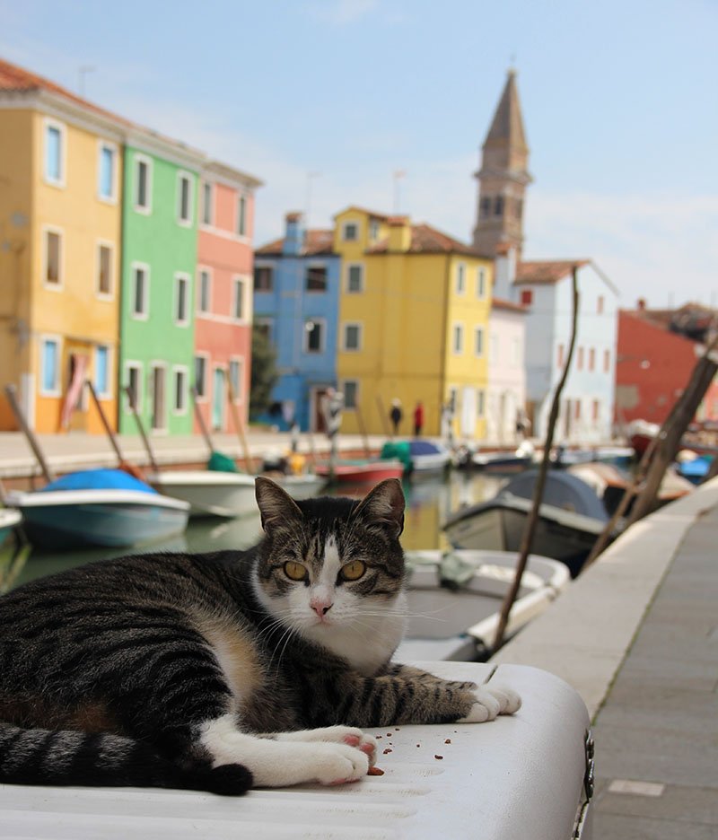 gato em burano veneza