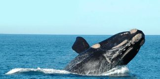 Cidades de Santa Catarina: 7 atrações no litoral para conhecer baleia franca cidades de catarina para conhecer no litoral
