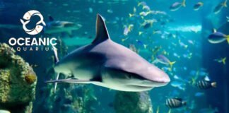 Balneário Camboriú na chuva: atrações para visitar oceanic aquarium balneario camboriu ingresso