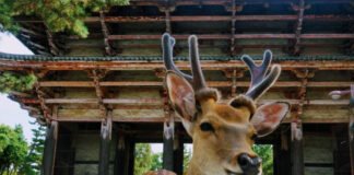 O que fazer em Nara: 8 melhores atrações nara japao roteiro dicas de viagem